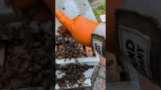 Swarms can be tricky... sometimes you need to give them a hand. #beekeeping #pollinators #nature