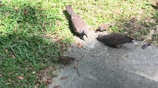 Sparrows At The Park.