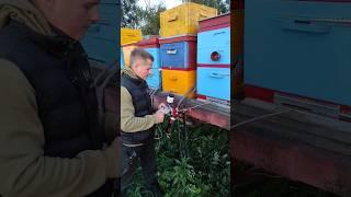 Как обработать каждую пчелу?