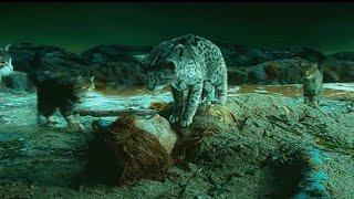 女孩救下一只猫，没想到它是活了5000年的神，送给她一件礼物~《猫女》