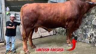 Peserta Kontes di Kandang Lembu Suro‼️Limousin Super Lestari Farm