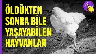 Öldükten sonra bile yaşayabilen canlılar | İlginç bilgiler | Aklında olsun