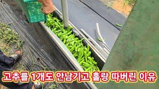 고추를 1개도 안남기고 홀랑 따버린 이유~