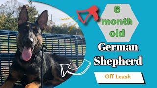 6mo German Shepherd (Kaos) | Crazy Puppy turned Obedience All Star! | Best Dog Trainers in Philly