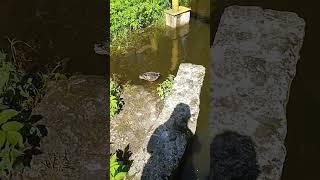 Утята плавают