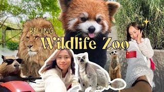 SOLO DATE KE ZOO TERBESAR DI BEIJING  || Rantau Ke Beijing #3