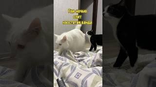 Где ночью спит хвостатая банда  #питомцы #кот #кошка #собака #щенок