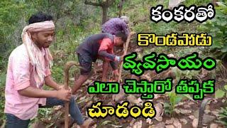 కొండల్లో కొండపోడు వ్యవసాయం ఎలా చెస్తారో చూడండి Agriculture Organic Farming in Tribals