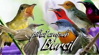 suara pikat burung kecil || pikat ampuh burung kecil