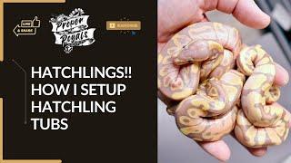Ball Python Hatchlings and Setup - What I do for healthy and happy snakes