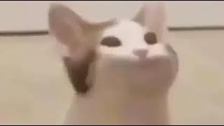 Pop Cat Meme ORIGINAL