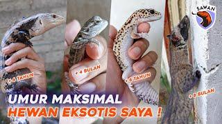 UMUR MAKSIMAL HEWAN EKSOTIS YANG SAYA PELIHARA ! I #SAWAN