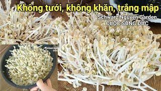 Cách làm giá 2 tầng trong rổ trắng mập ít rễ không tưới nước không dùng khăn, growing bean sprouts