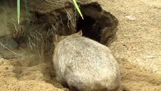 Wombat burrowing - Australia Zoo, QLD