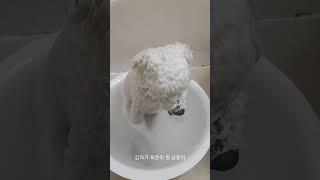 비숑 목욕 중 갑자기 나타난 최준씨