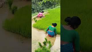 Farmers Life in Village Nepal | Beautiful Countryside Life in Nepal | Rural Nepal #shorts