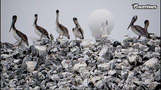 Birds of Pillar Point Harbor