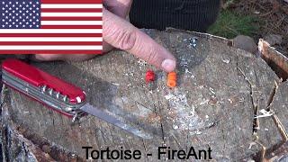 Thor-is-testing - Tortoise FireAnt