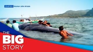 Dead whale found off the coast of Gigantes Island, Iloilo