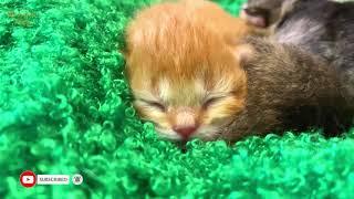 One Week Old Kittens Hiss, Meow Loudly and Purr