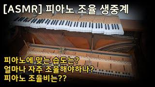 [ASMR] 피아노 조율 라이브 중계 I KBS FM 스튜디오, 영산아트홀등 조율하시는 분 I 업라이트 피아노 조율 생중계 I 임광호 피아노 조율사