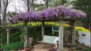 Training Wisteria On a Pergola & A 2 Year UPDATE On One Grown From Bareroot ~ EP 110