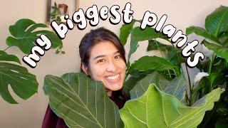 The BIGGEST Houseplants In My Plant Collection