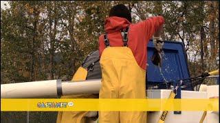 'Overwhelmed with fish': Record Sockeye return