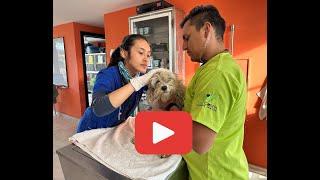 Amici Cannis: providing access to veterinary care to dogs and cats in Ecuador.