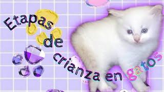 ETAPAS DE CRIANZA ADECUADA EN GATOS