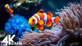 Aquarium 4K VIDEO (ULTRA HD) - Beautiful Coral Reef Fish - Sleep Relaxing Meditation Music #219