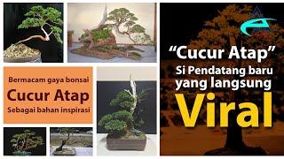 Cucur Atap Bonsai | Baeckea frutescens A newcomer that immediately went viral