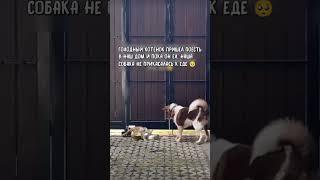 Голодный котенок и собака #животные #собакадругчеловека #собака #бездомныеживотные #бездомныекошки