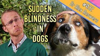 Causes of Sudden Blindness in Dogs (+ how to help them cope!) - Dog Health Vet Advice