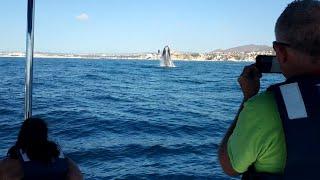 Whale Watching Los Cabos, Mexico - Humpback Whales & more!!!