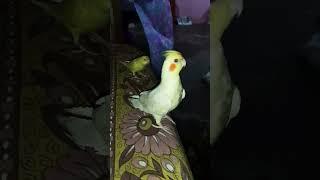 Funny chase #funny #comedy #funnyvideo #cockatiel #satisfying #happy #budgies