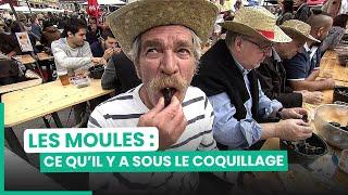 Les moules : bactéries, plastique... Attention danger ? | 750GTV