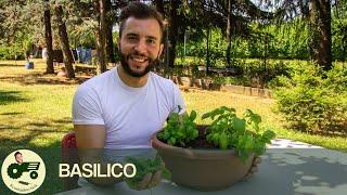 Trucchi per un basilico perfetto! - Il contadino Nick