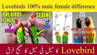 How to identify male and female in lovebirds||Love birds male female difference