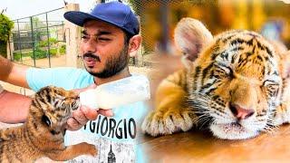 HUM NE TIGER BABY ADOPT KAR LIYA( REJECTED BY TIGER CUB MOTHER) ZOO VLOG