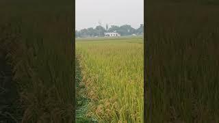 #jina hai to Hans ke jiyo #shorts #Devendra Kumar official blog #trending #video #viral #dance