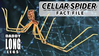 Cellar Spider Facts: aka Daddy Long Legs Facts ️ Animal Fact Files