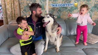 Grumpy Baby Tells Husky She Is Naughty For Too Many Kisses!. [FUNNIEST REACTION!!]