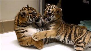 Tiger cubs meet for first time