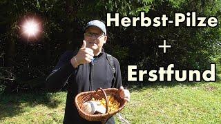 Herrliche Herbstpilze und Erstfund - Pilze sammeln 