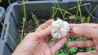 5 Tips for growing Garlic in fall