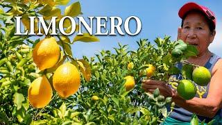 Tu LIMONERO EXPLOTARA EN Flores y Frutas -  Fertilizante Orgánico para tu Árbol de limón  