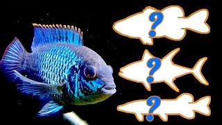 Tankmates! Our top 3 fish to go with an Electric Blue Acars