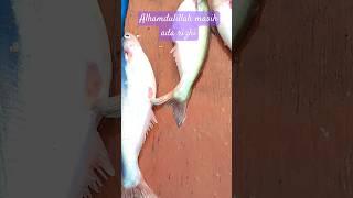 yang penting disyukuri #menjaladisungaimahakam #ikanlancang #catfish #netfishing