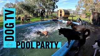 DOG TV | Big Ball | Pool Party | Motorbike Fun